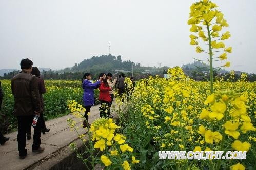 潼南3万多亩油菜花开得金灿灿 邀市民花海遨游