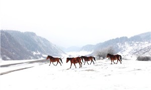 重庆武隆仙女山森林公园雪景