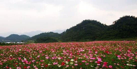 璧山凤凰花海、湿地公园、秀湖一日游