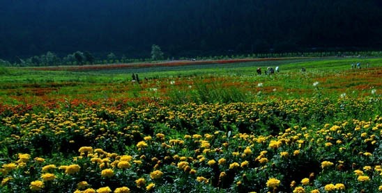 璧山凤凰花海、湿地公园、秀湖一日游